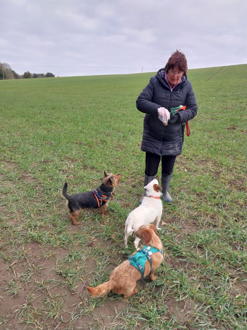 Paws4Walks19